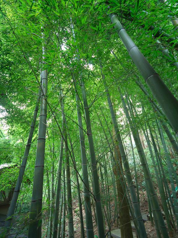 Hotel Hakone Tokinoshizuku Extérieur photo Bamboo forest